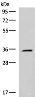 Western blot analysis of K562 cell lysate using JAM3 Polyclonal Antibody at dilution of 1:1000