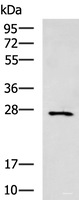 Western blot analysis of Mouse small intestines tissue lysate using CIDEC Polyclonal Antibody at dilution of 1:400