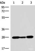 Western blot analysis of 293T K562 NIH/3T3 cell lysates using VEGFA Polyclonal Antibody at dilution of 1:1150