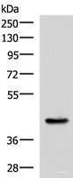 Western blot analysis of Mouse liver tissue lysate using HPN Polyclonal Antibody at dilution of 1:550