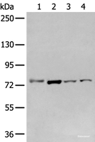 Western blot analysis of Raw264.7 A549 Hepg2 and Jurkat cell using GCLC Polyclonal Antibody at dilution of 1:800