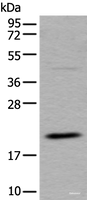 Western blot analysis of RAW264.7 cell lysate using UFC1 Polyclonal Antibody at dilution of 1:500