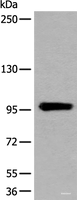 Western blot analysis of Human heart tissue lysate using UNC45B Polyclonal Antibody at dilution of 1:600