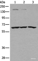 Western blot analysis of Raji Hela and A431 cell lysates using ATAD3A Polyclonal Antibody at dilution of 1:400