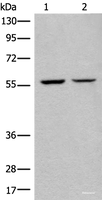 Western blot analysis of IH/3T3 and HEPG2 cell lysates using ATL3 Polyclonal Antibody at dilution of 1:400