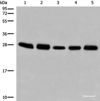 Western blot analysis of 293T cell lysates using GATD3B Polyclonal Antibody at dilution of 1:250