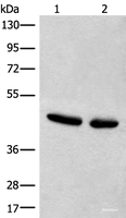 Western blot analysis of Hela and A375 cell lysates using CANT1 Polyclonal Antibody at dilution of 1:500