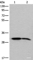 Western blot analysis of Human cerebrum tissue and Mouse brain tissue lysates using IMPA1 Polyclonal Antibody at dilution of 1:300