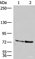 Western blot analysis of A172 and NIH/3T3 cell lysates using DNAJC14 Polyclonal Antibody at dilution of 1:400