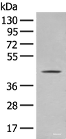 Western blot analysis of A375 cell lysate using OLA1 Polyclonal Antibody at dilution of 1:400