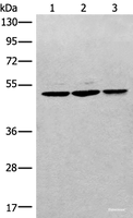 Western blot analysis of RAW264.7 Raji and Jurkat cell lysates using RPL3 Polyclonal Antibody at dilution of 1:400