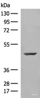 Western blot analysis of 293T cell lysate using ZBTB8A Polyclonal Antibody at dilution of 1:250