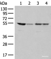 Western blot analysis of 293T and Jurkat cell lysates using RRP1 Polyclonal Antibody at dilution of 1:400