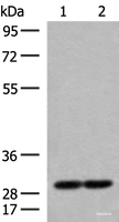 Western blot analysis of 231 and Jurkat cell lysates using MRPS18B Polyclonal Antibody at dilution of 1:250