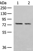 Western blot analysis of NIH/3T3 and RAW264.7 cell lysates using PDIA4 Polyclonal Antibody at dilution of 1:300