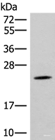 Western blot analysis of Mouse brain tissue lysate using TBPL1 Polyclonal Antibody at dilution of 1:400