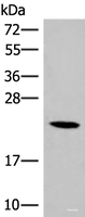 Western blot analysis of 293T cell lysate using DHFR Polyclonal Antibody at dilution of 1:400