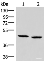 Western blot analysis of PC3 and Hela cell lysates using ZFYVE27 Polyclonal Antibody at dilution of 1:350