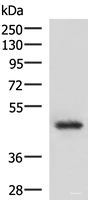 Western blot analysis of 293T cell lysate using LDB1 Polyclonal Antibody at dilution of 1:1000