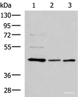 Western blot analysis of HepG2 HL60 and K562 cell lysates using ACTL6B Polyclonal Antibody at dilution of 1:800