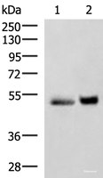 Western blot analysis of Human right lower lung tissue and Human plasma solution lysates using SIGLEC6 Polyclonal Antibody at dilution of 1:650