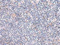 Immunohistochemistry of paraffin-embedded Human tonsil tissue using FUCA2 Polyclonal Antibody at dilution of 1:80 (×200)