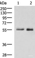 Western blot analysis of HepG2 cell Mouse small intestines tissue lysates using PEPD Polyclonal Antibody at dilution of 1:1000