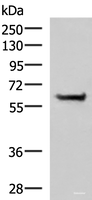 Western blot analysis of NIH/3T3 cell lysate using PPP2R1A Polyclonal Antibody at dilution of 1:850