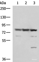 Western blot analysis of 231 A549 and LO2 cell lysates using SORBS2 Polyclonal Antibody at dilution of 1:1350