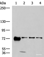 Western blot analysis of 293T A549 and A172 cell lysates using PPEF1 Polyclonal Antibody at dilution of 1:1300