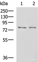 Western blot analysis of K562 cell Mouse liver tissue lysates using GPCPD1 Polyclonal Antibody at dilution of 1:650