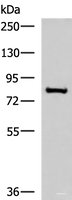 Western blot analysis of RAW264.7 cell lysate using NPHP1 Polyclonal Antibody at dilution of 1:800