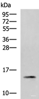 Western blot analysis of 231 cell lysate using PHPT1 Polyclonal Antibody at dilution of 1:800