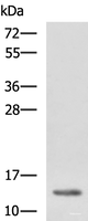 Western blot analysis of K562 cell lysate using HBZ Polyclonal Antibody at dilution of 1:1150