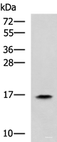 Western blot analysis of HL60 cell lysate using RPS14 Polyclonal Antibody at dilution of 1:900