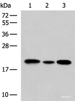 Western blot analysis of HL-60 Jurkat and A549 cell lysates using MRPS28 Polyclonal Antibody at dilution of 1:650