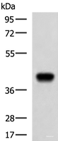 Western blot analysis of Ramos cell lysate using FCRLA Polyclonal Antibody at dilution of 1:750