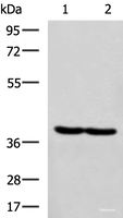 Western blot analysis of Hela and MCF7 cell lysates using RBM4 Polyclonal Antibody at dilution of 1:750