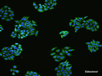 Immunofluorescence analysIs of HepG2 cell using FLT4 Polyclonal Antibody at dilution of 1:100