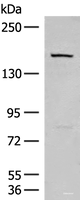 Western blot analysis of 293T cell lysate using LEPR Polyclonal Antibody at dilution of 1:250