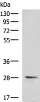 Western blot analysis of 293T cell lysate using VEGFA Polyclonal Antibody at dilution of 1:1450