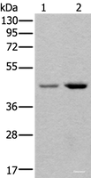 Western blot analysis of 293T and Hela cell lysates using TBX1 Polyclonal Antibody at dilution of 1:400
