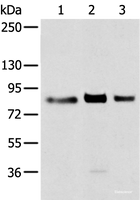 Western blot analysis of 293T cell using TBX3 Polyclonal Antibody at dilution of 1:200