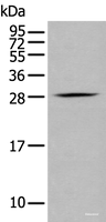 Western blot analysis of RAW264.7 cell using GZMM Polyclonal Antibody at dilution of 1:400