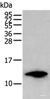 Western blot analysis of HL-60 cell lysate using FSHB Polyclonal Antibody at dilution of 1:350