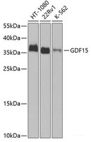 Western blot analysis of extracts of various cell lines using GDF15 Polyclonal Antibody at dilution of 1:1000.