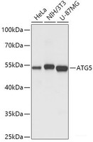 Western blot analysis of extracts of various cell lines using ATG5 Polyclonal Antibody at dilution of 1:1000.