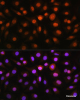 Immunofluorescence analysis of L929 cells using DDIT3 / CHOP Polyclonal Antibody at dilution of 1:100. Blue: DAPI for nuclear staining.