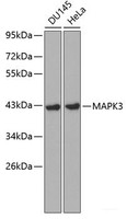 Western blot analysis of extracts of various cell lines using MAPK3 Polyclonal Antibody at dilution of 1:1000.