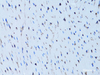 Immunohistochemistry of paraffin-embedded Rat heart using FABP4 Polyclonal Antibody at dilution of 1:100 (40x lens) .